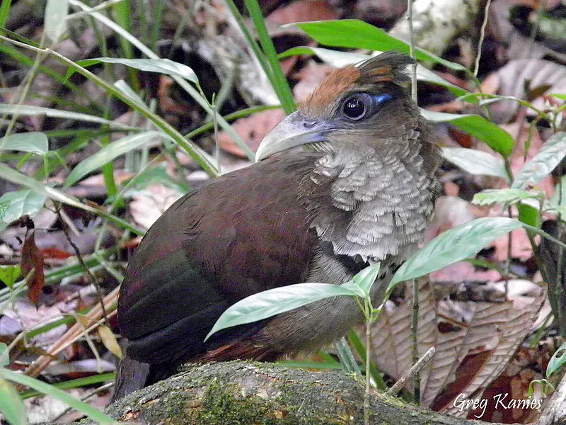 Rufous-vented ground cuckoo