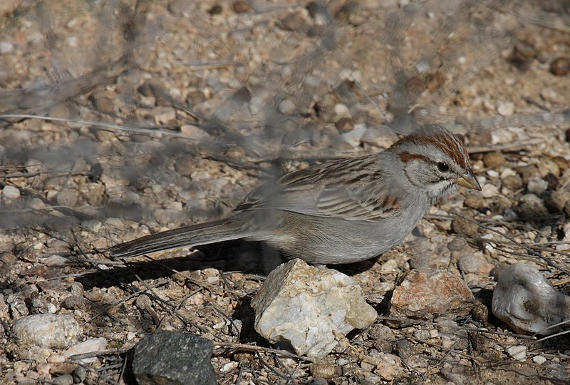 Rufous-winged sparrow