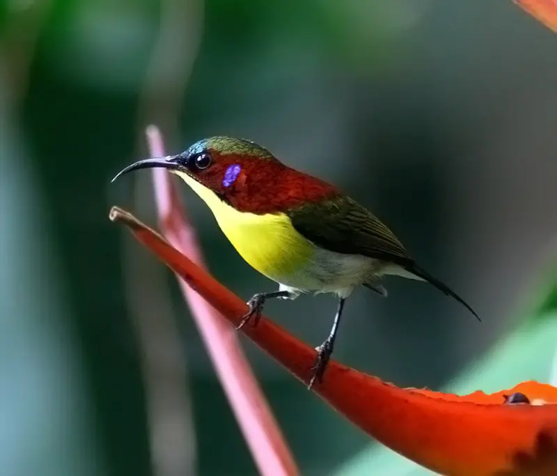 Rufous-winged sunbird