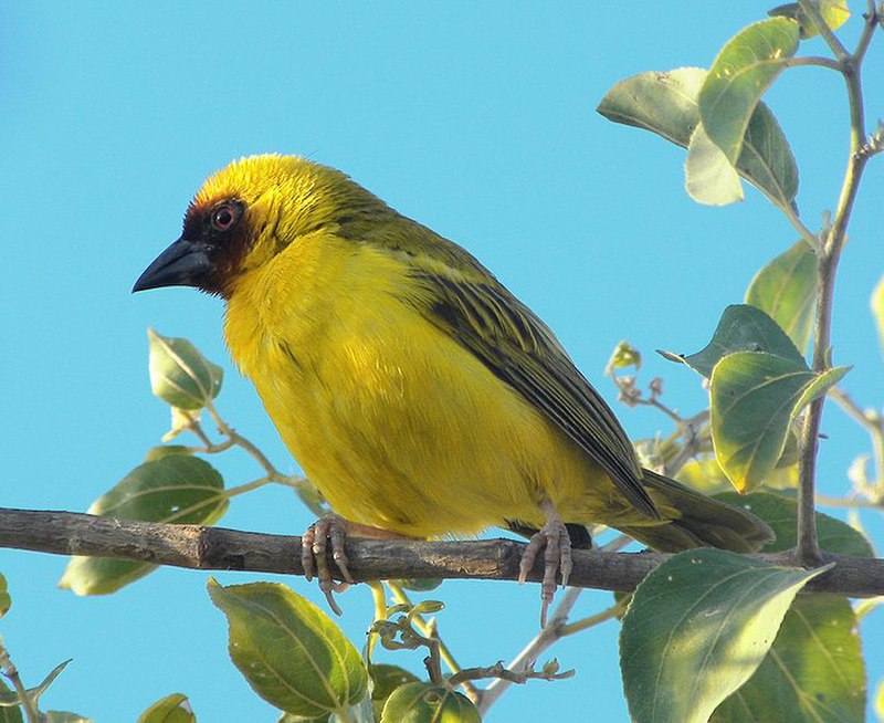 Rüppell s weaver