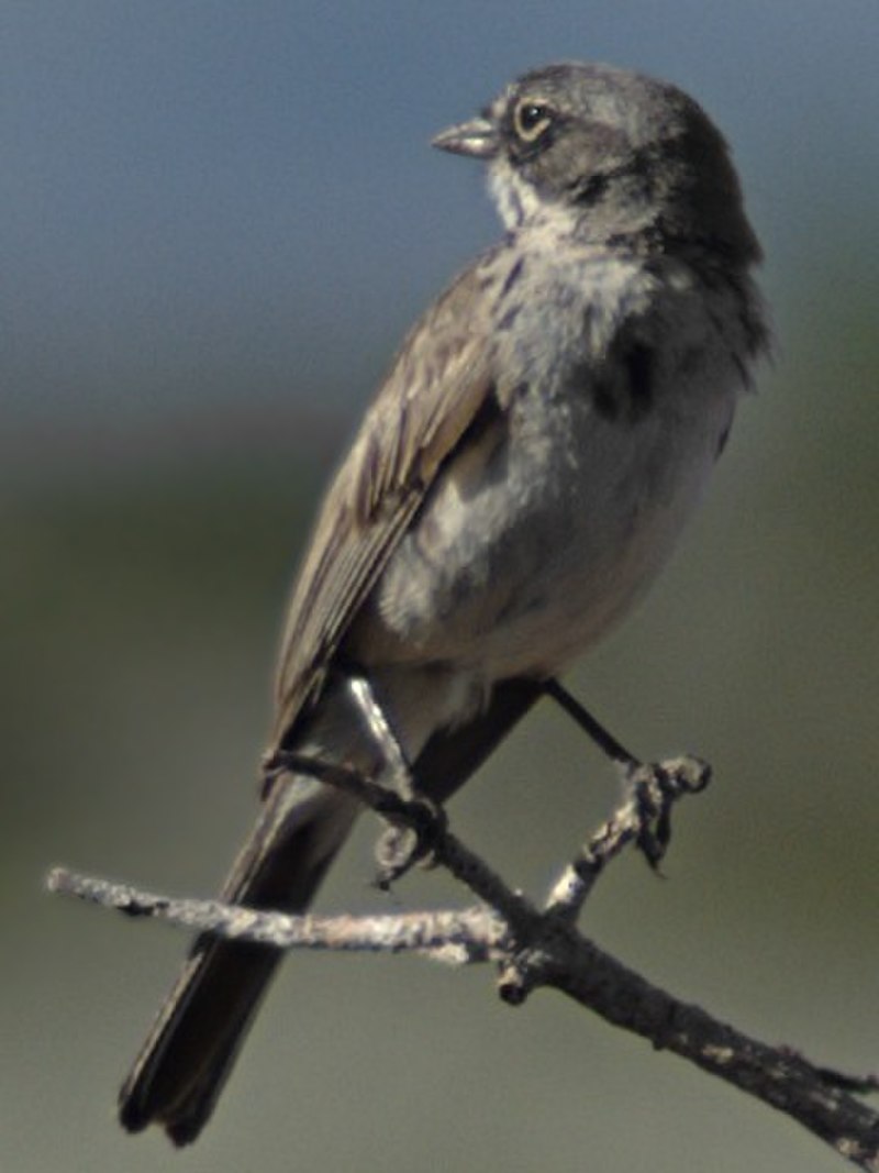 Sagebrush sparrow
