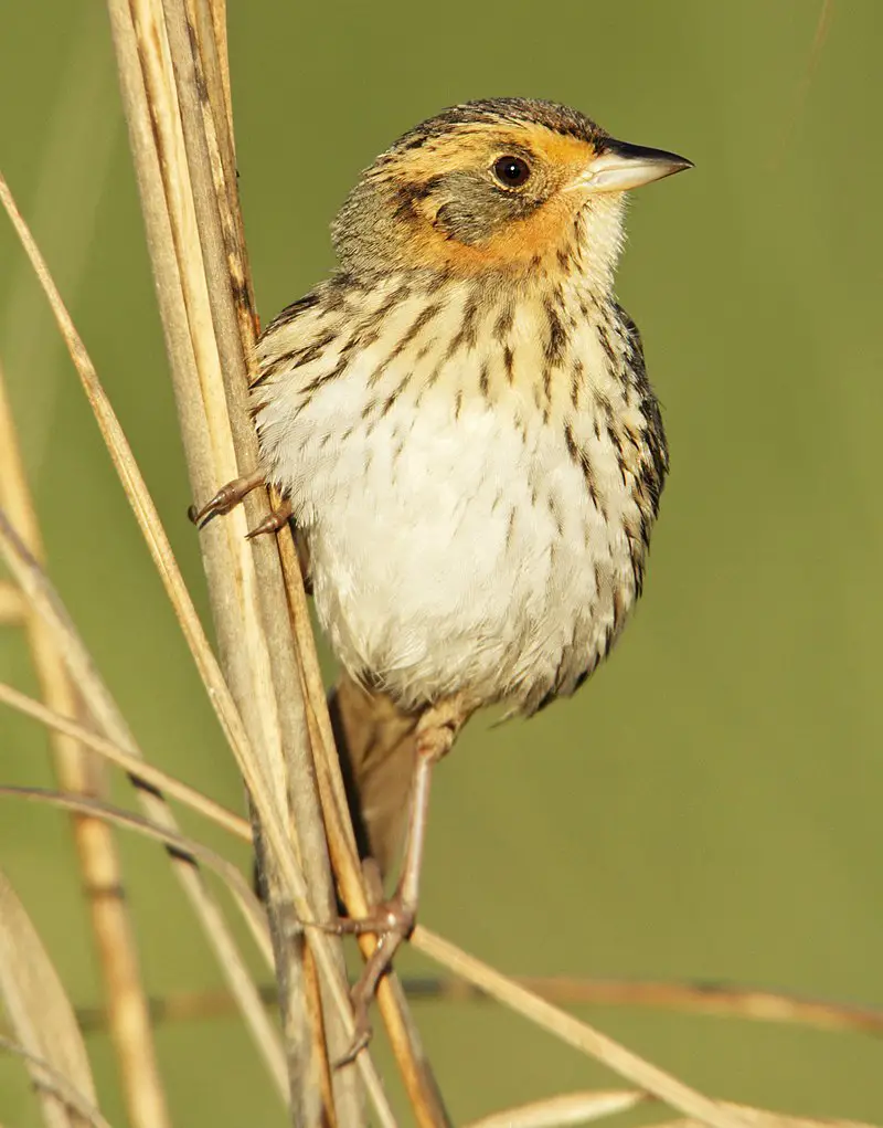 Saltmarsh sparrow