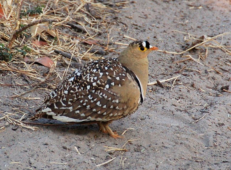 Sandgrouse