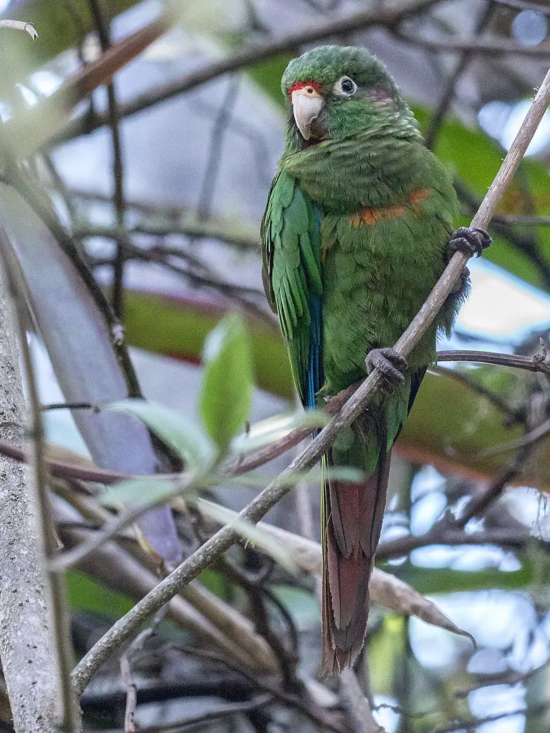 Santa Marta parakeet