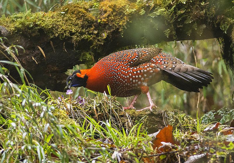 Satyr tragopan