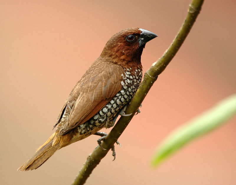 Scaly-breasted munia