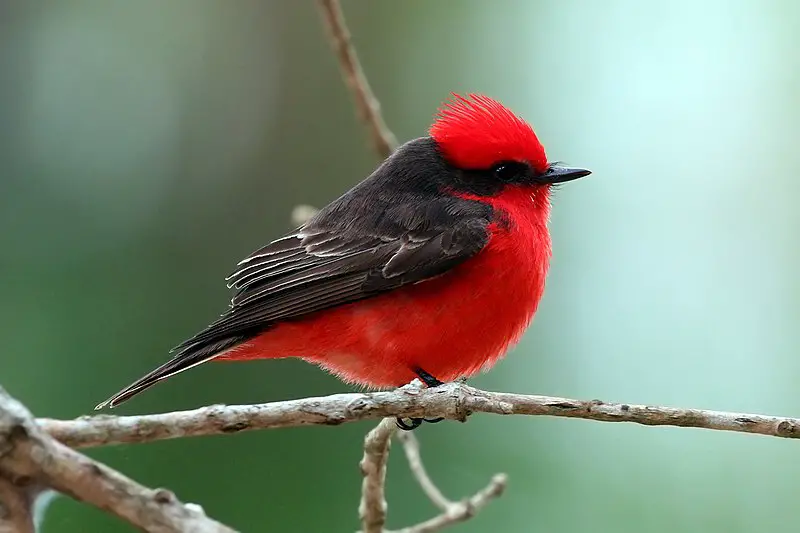 Scarlet flycatcher