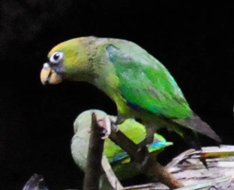 Scarlet-shouldered parrotlet