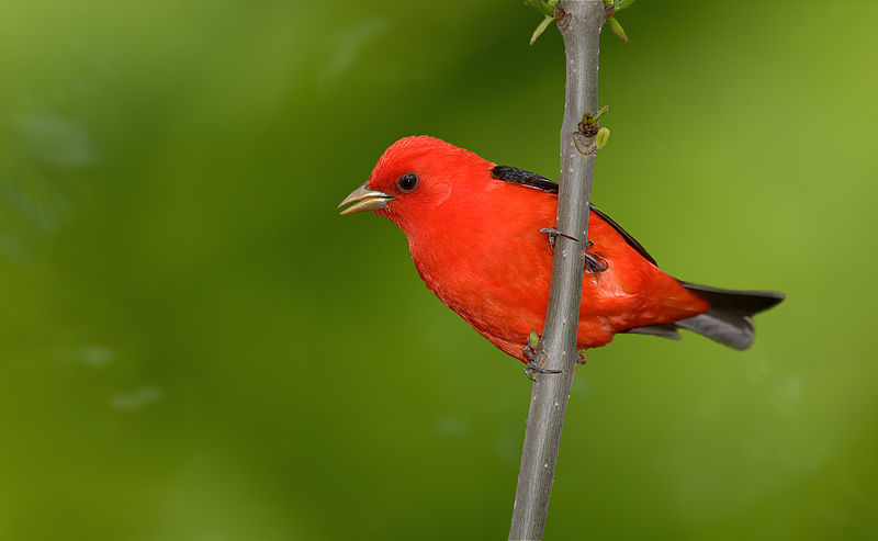 Scarlet tanager