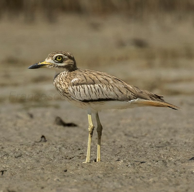 Senegal thick-knee