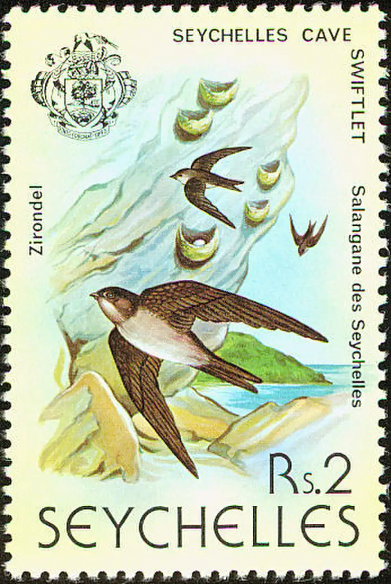 Seychelles swiftlet