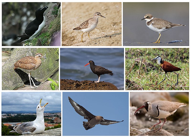 Shorebirds