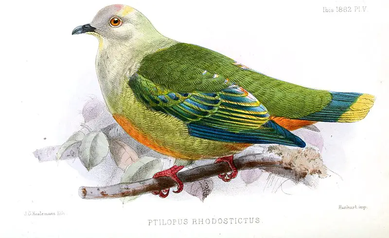 Silver-capped fruit dove