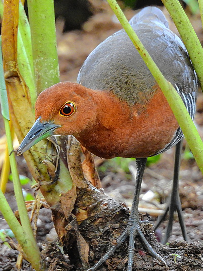 Slaty-legged crake