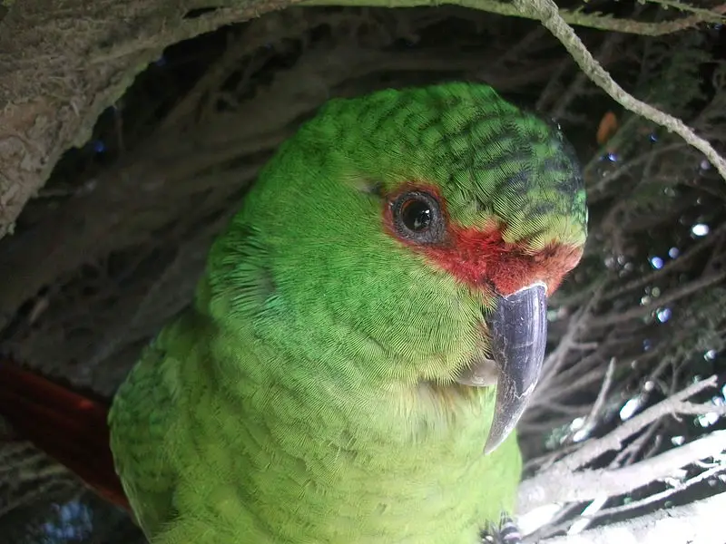 Slender-billed parakeet