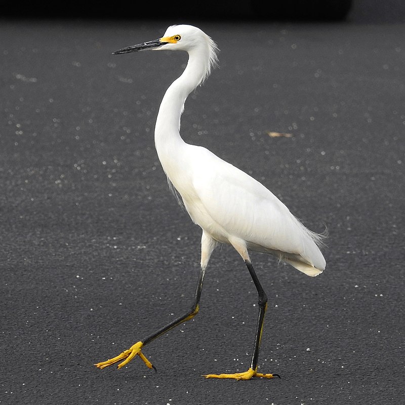 Snowy egret