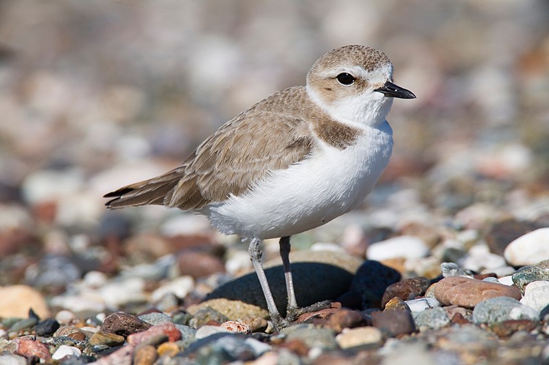 Snowy plover