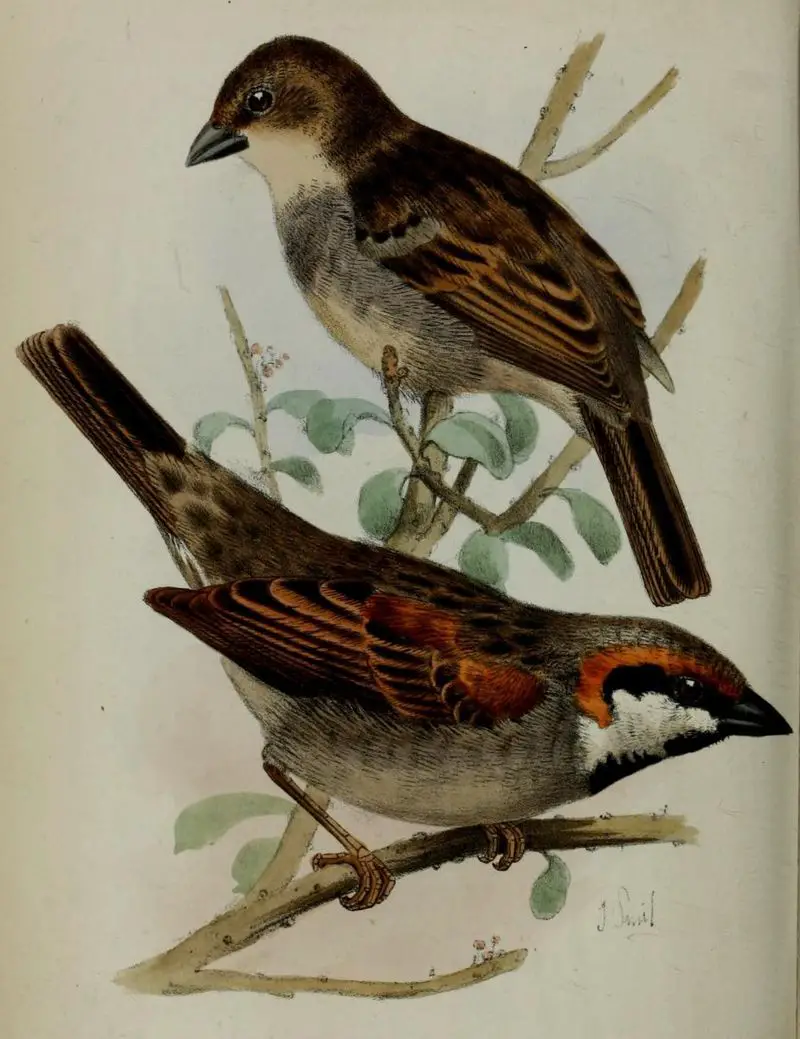 Socotra sparrow