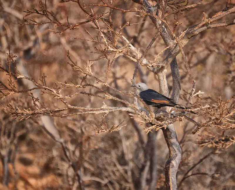 Socotra starling