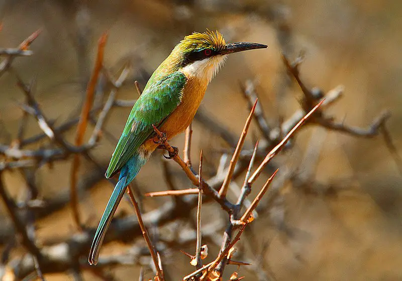 Somali bee-eater
