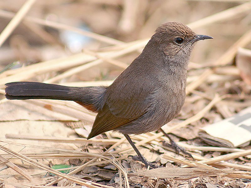 Sombre rock chat