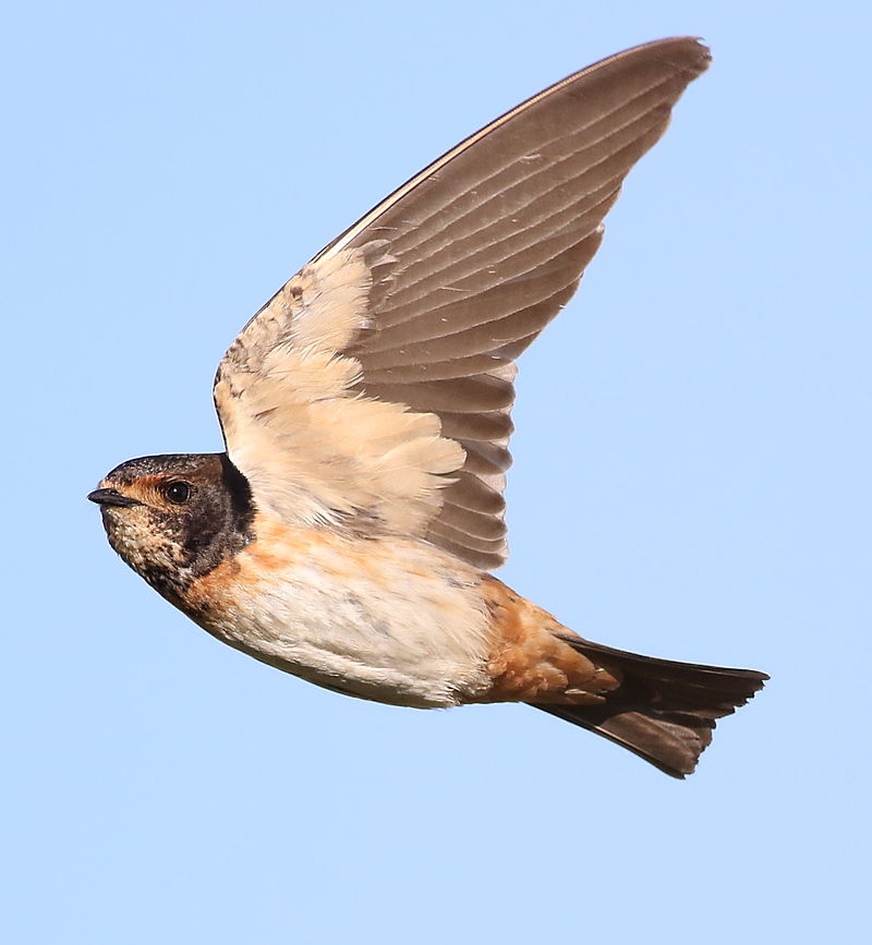 South African cliff swallow