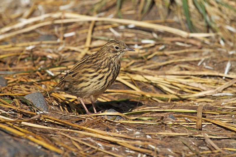 South Georgia pipit