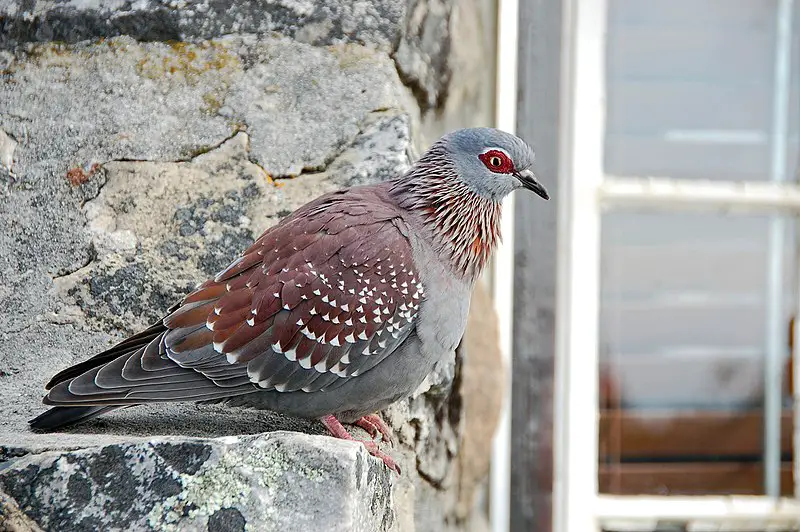 Speckled pigeon