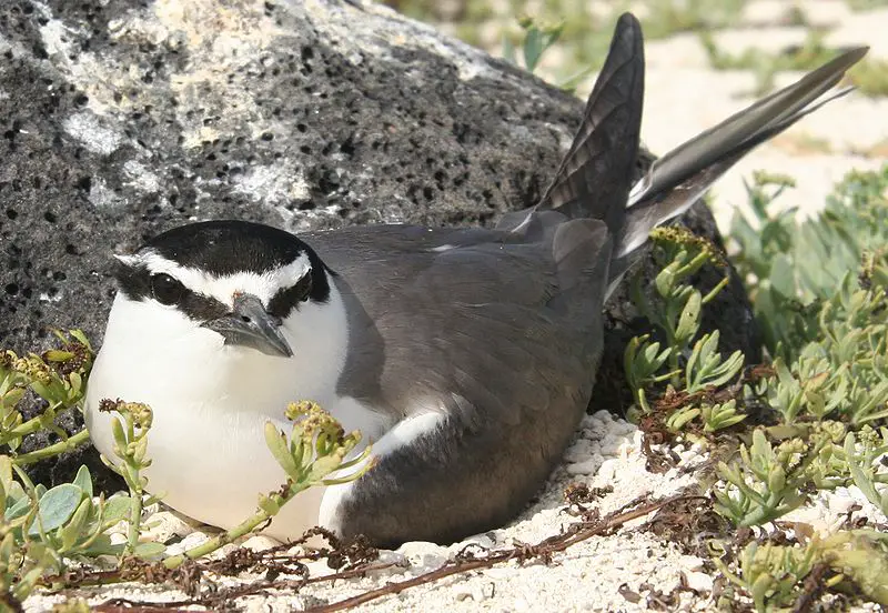 Spectacled tern