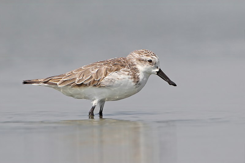 Spoon-billed sandpiper