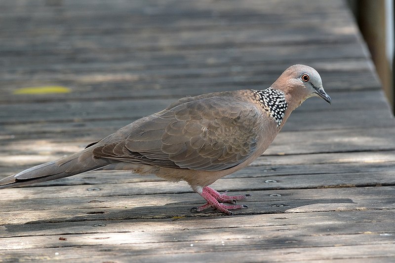 Spotted dove