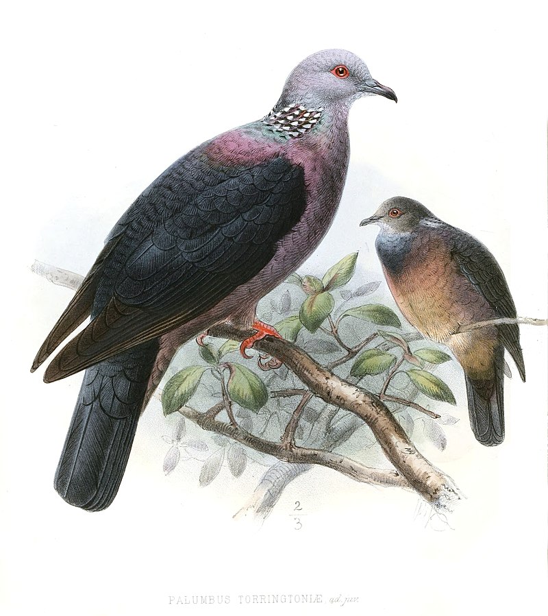Sri Lanka wood pigeon