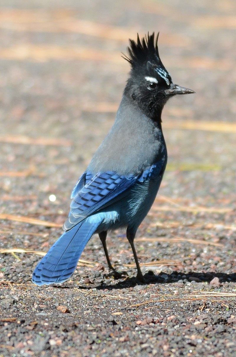 Steller s jay