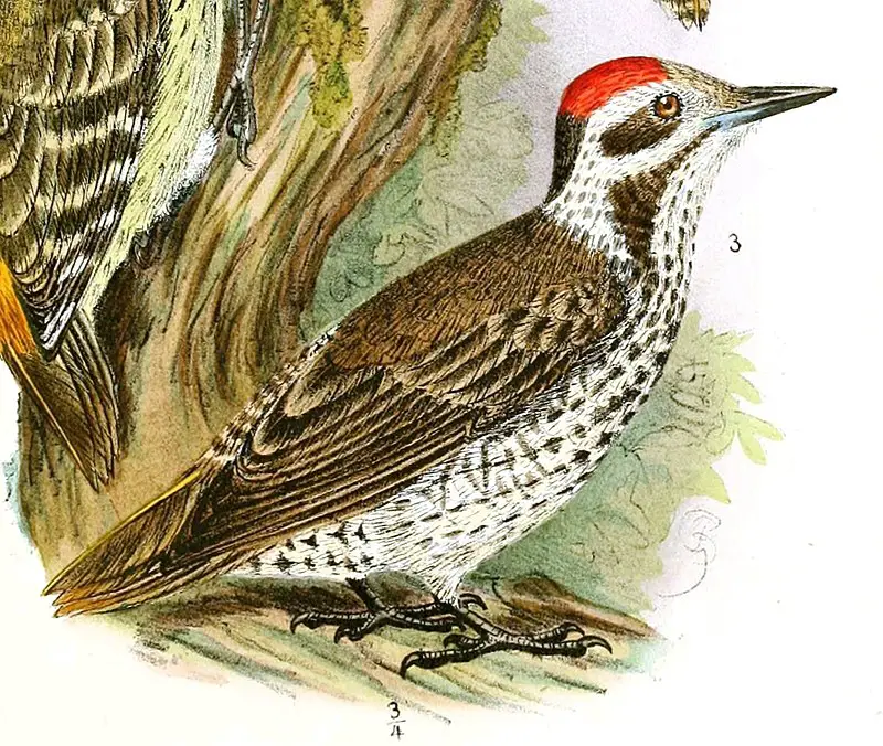 Stierling s woodpecker