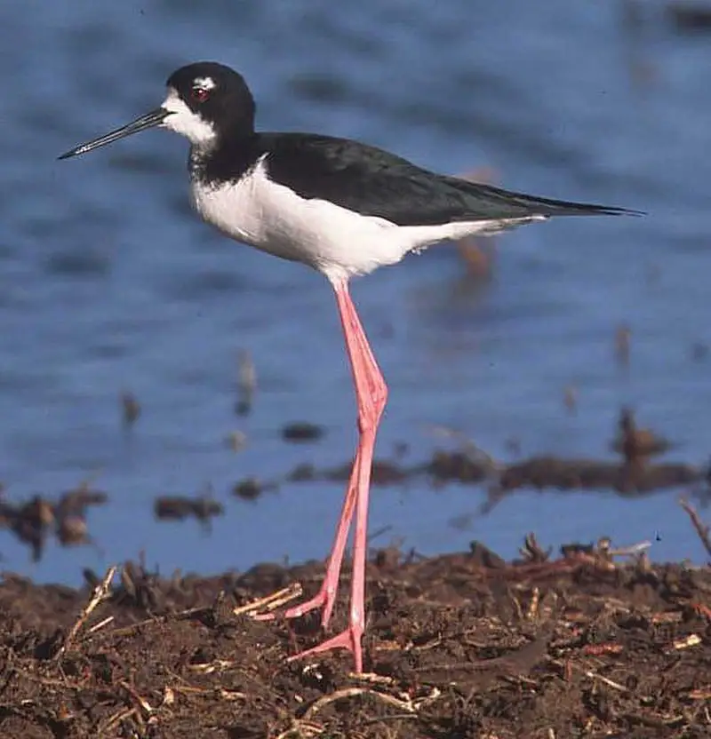 Stilts and avocets