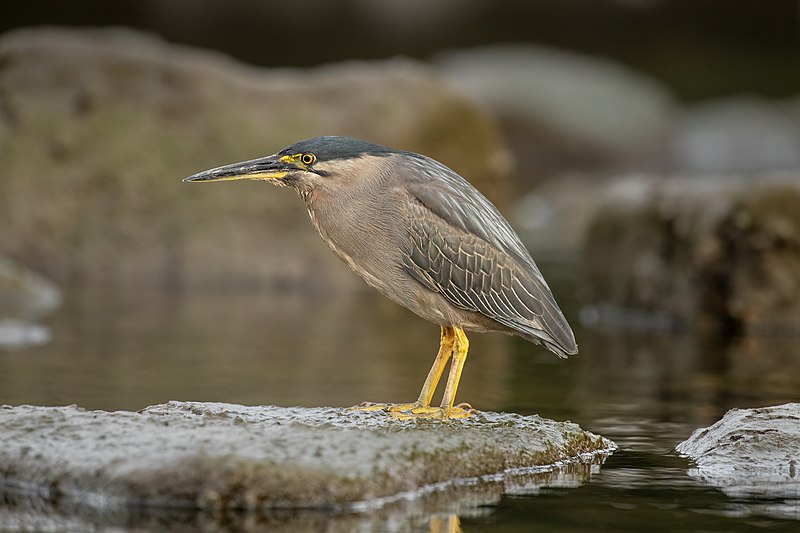 Striated heron