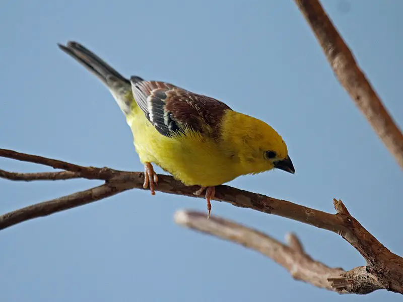 Sudan golden sparrow