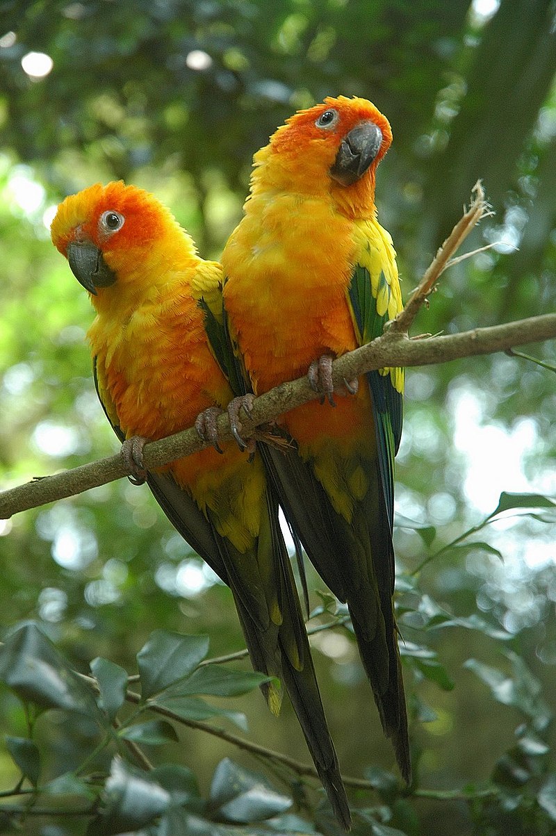 Sun conure