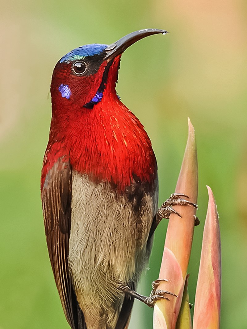 Sunbird