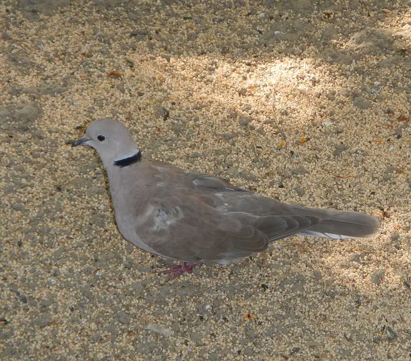 Sunda collared dove