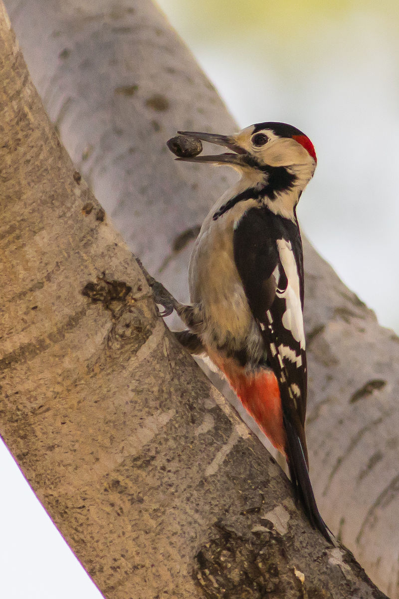Syrian woodpecker