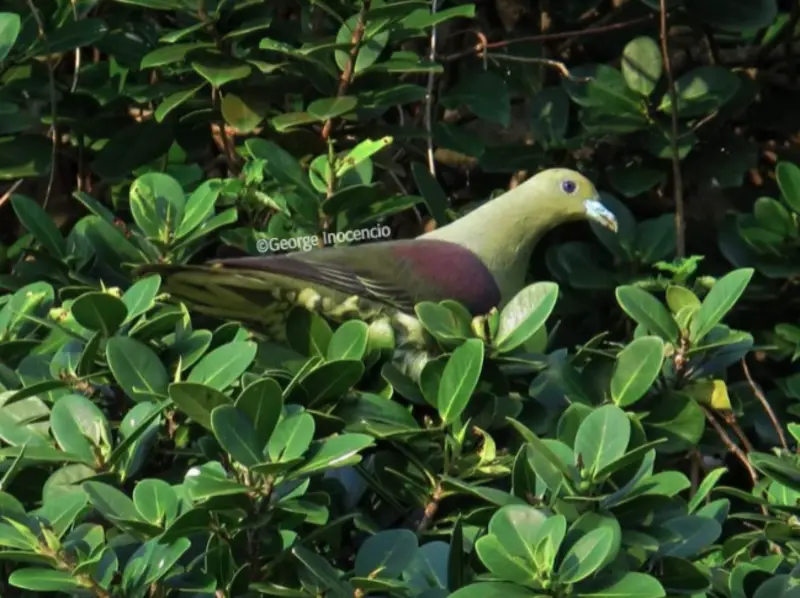 Taiwan green pigeon