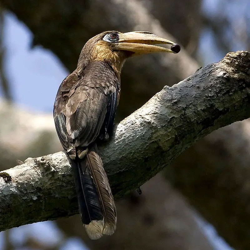 Tickell s brown hornbill
