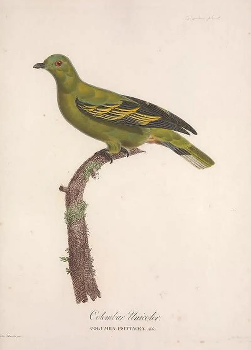 Timor green pigeon