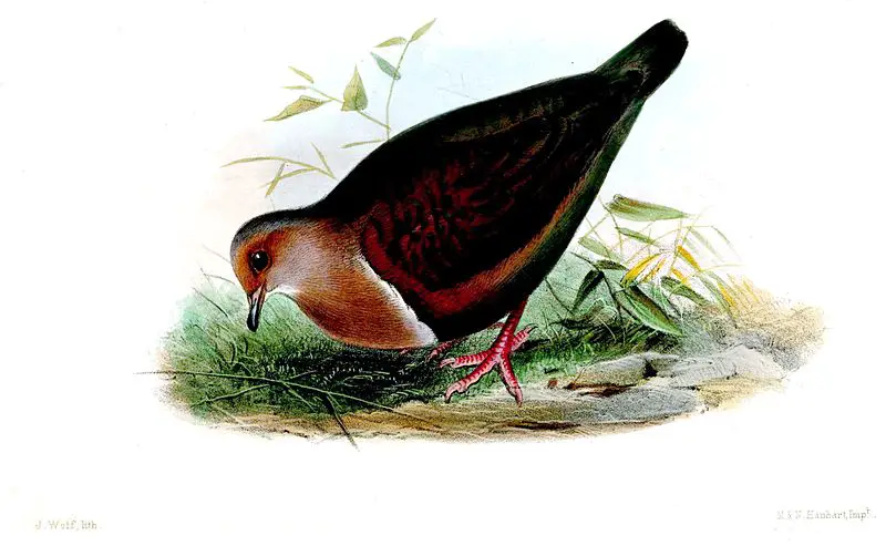 Tongan ground dove