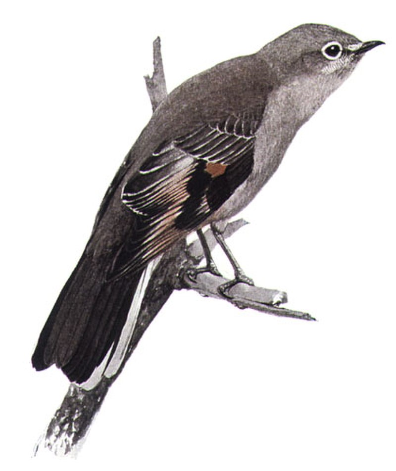 Townsend s solitaire