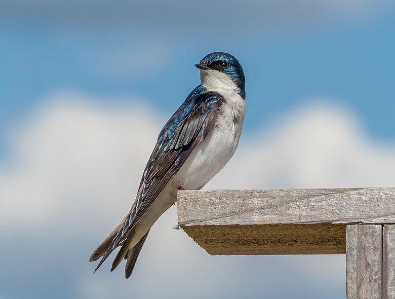 Tree swallow