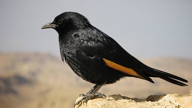 Tristram s starling
