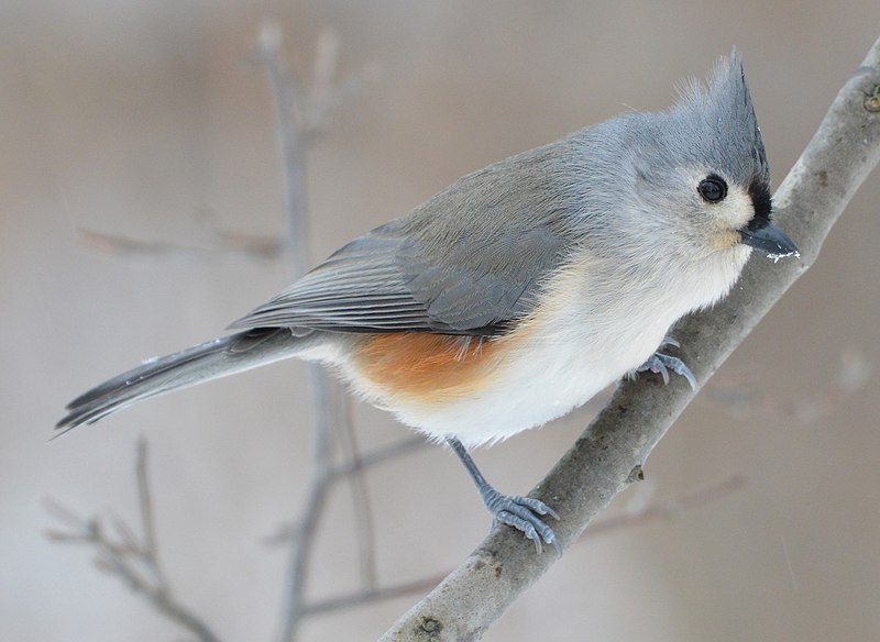 Tufted titmouse