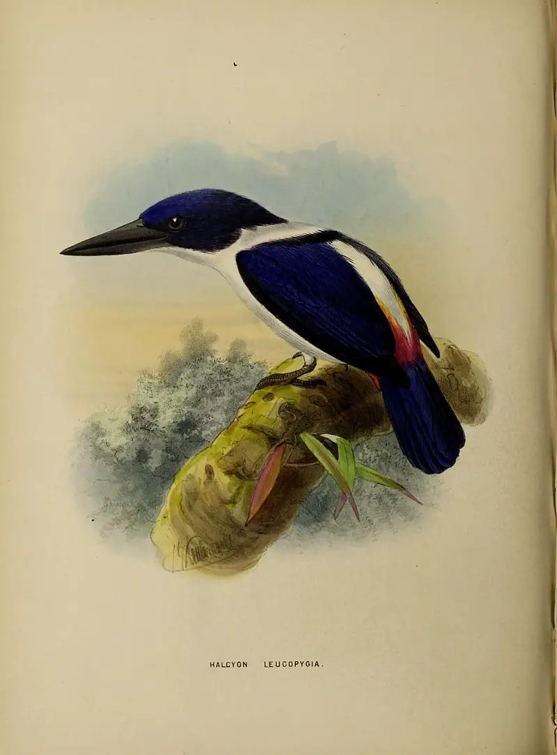 Ultramarine kingfisher